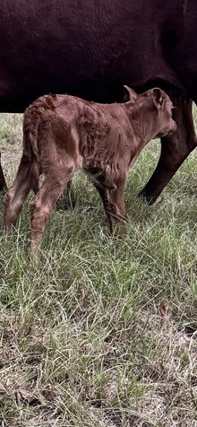 High stakes x big red heifer 